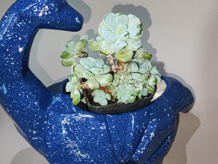 Maceta Cuello Largo de las Estrellas con Suculenta Azul